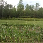 Nearly mature corn partially flattened and snapped by July 19 thunderstorm.