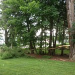 Limb split from locust tree during thunderstorm