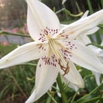 White day lilies with violet "freckles" in Rosslyn's breakfast room garden.