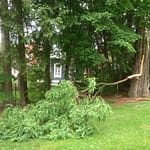 Limb split from locust tree during thunderstorm