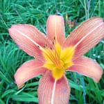A familiar day lily blossom at Rosslyn.