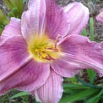 Purple day lilies with chartreuse yellow center in Rosslyn's breakfast room garden.
