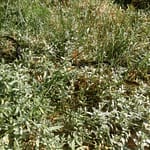Garter snake sunning in the Snow in Summer ground cover at Rosslyn in Essex, NY.