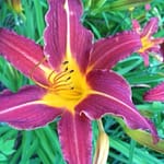 A flush or garnet and safron among the day lily blossoms at Rosslyn.