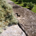Garter snake gliding out of the Snow in Summer ground cover at Rosslyn in Essex, NY.
