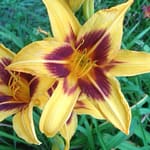 Honey and burgundy among Rosslyn's day lily blossoms.