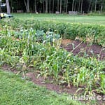 Raccoon Damage to Sweet Corn