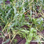 Raccoon Damage to Sweet Corn