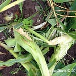 Raccoon Damage to Sweet Corn