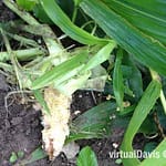 Raccoon Damage to Sweet Corn