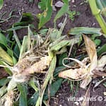 Raccoon Damage to Sweet Corn