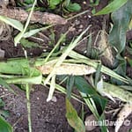 Raccoon Damage to Sweet Corn