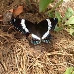 I saw this tuxedo'ed butterfly resting beneath a blueberry bush.