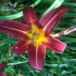 The newest addition to the 2013 Rosslyn daylily extravaganza.