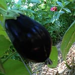 Deep purple (almost black) eggplant enjoying the shade.