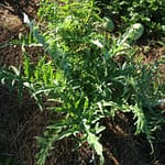 We overproduced artichokes last season, but this season's been disappointing. Still no chokes!