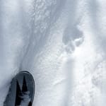Fox Track & Ski Tip