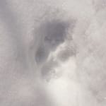 Fox track, close-up (Source: Rosslyn Redux)