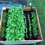 Garden Update: Soggy Friday the 13th