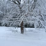 Many of our trees were damaged during the early December 2014 snowfall.