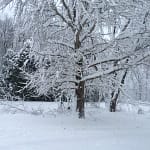 Many of our trees were damaged during the early December 2014 snowfall.