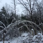 Many of our trees were damaged during the early December 2014 snowfall.