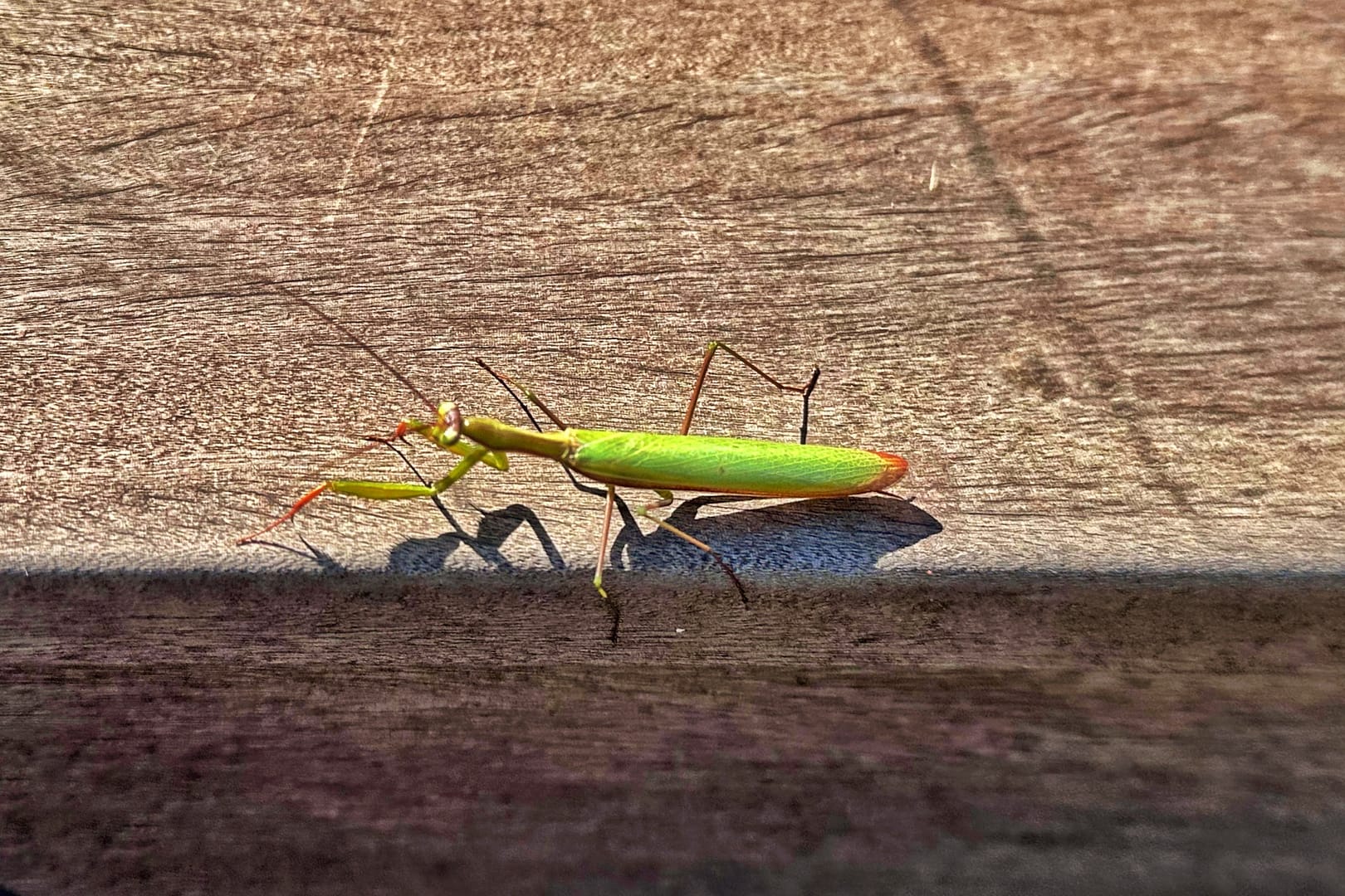European Mantis (Mantis religiosa) aka Praying Mantis (Photo: Geo Davis)