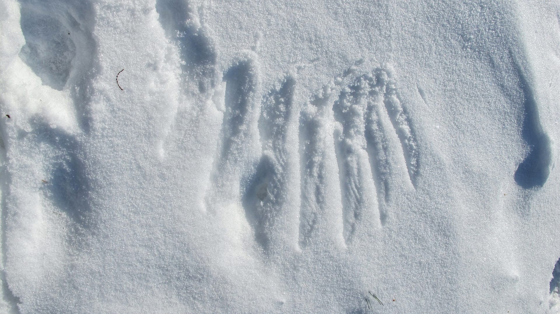 Wing Prints in Snow, December 30, 2010 (Photo: Geo Davis)