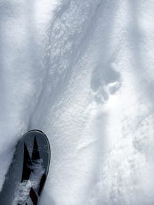 Fox Track & Ski Tip