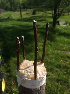 Almost a month after grafting three of Rosslyn's old apple trees, none of the grafted buds/scions look like they have taken.