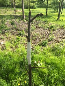 Almost a month after grafting three of Rosslyn's old apple trees, none of the grafted buds/scions look like they have taken.