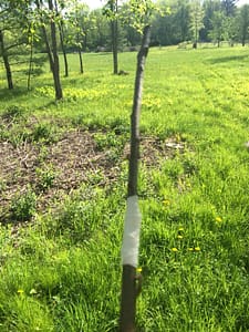 Almost a month after grafting three of Rosslyn's old apple trees, none of the grafted buds/scions look like they have taken.