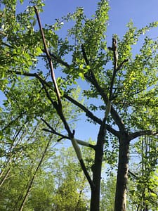Almost a month after grafting three of Rosslyn's old apple trees, none of the grafted buds/scions look like they have taken.