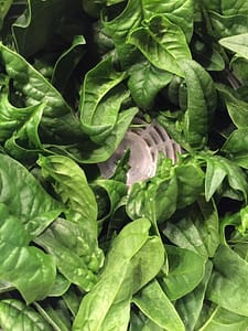 Spinach: From early spring until late autumn spinach, spinach, spinach,... (Source: Geo Davis)