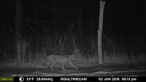 Bobcat photographed on Rosslyn trail cam January 2, 2016.