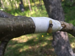 Almost a month after grafting three of Rosslyn's old apple trees, none of the grafted buds/scions look like they have taken.