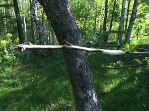Almost a month after grafting three of Rosslyn's old apple trees, none of the grafted buds/scions look like they have taken.