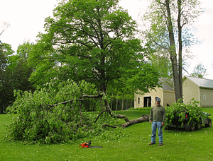 Doug Decker cleans up ancient crab apple tree after hail storm hits Rosslyn on May, 16, 2012. Doug Decker cleans up ancient crab apple tree after hail storm hits Rosslyn on May, 16, 2012.
