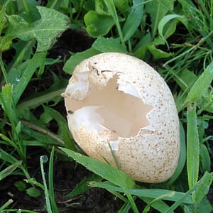 Mysterious speckled egg upon closer inspection, shell broken.