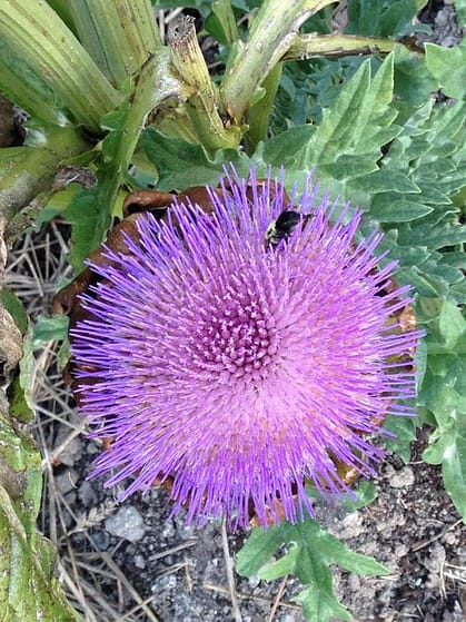 From Artichoke to Sea Anemone From Artichoke to Sea Anemone