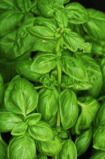 Basil