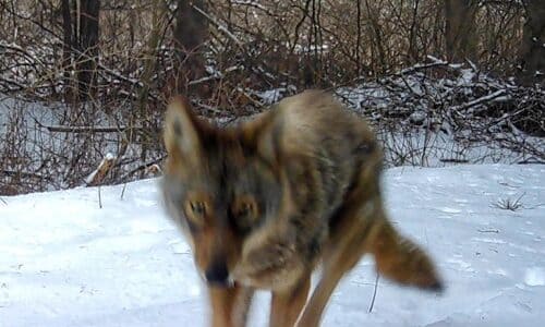Coyote or Coywolf? (Photo: Rosslyn Wildlife Camera)