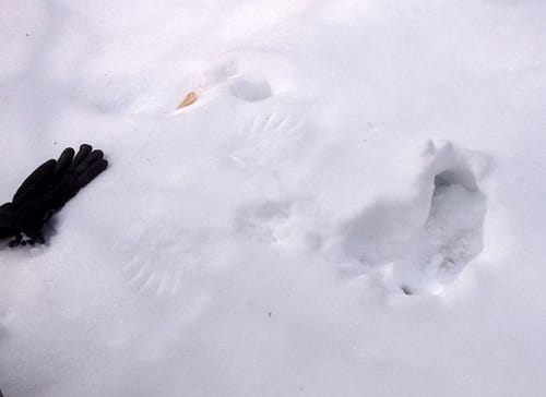 Grouse Hole Decrypting Bird Tracks in Snow: Grouse Hole (Credit: Kim Rielly)