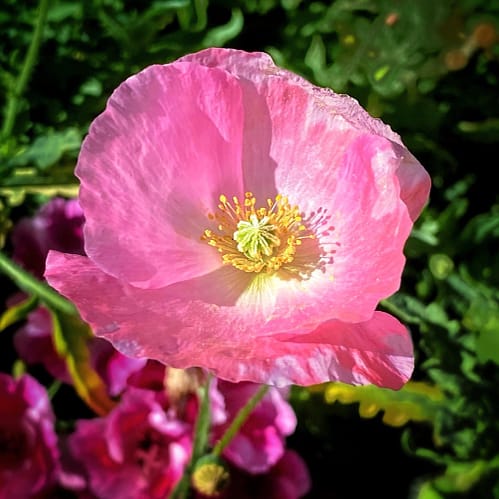 Poppies aplenty summer through early autumn (Source: Geo Davis) Poppies aplenty summer through early autumn (Source: Geo Davis)