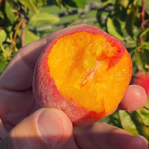 First Peach, 2021 (Source: Geo Davis) First Peach, 2021 (Source: Geo Davis)