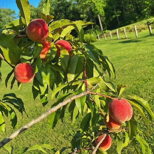 First Peaches, 2021 (Source: Geo Davis) First Peaches, 2021 (Source: Geo Davis)