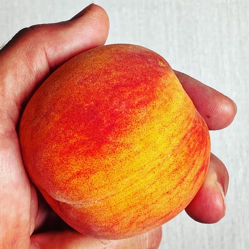 Peaches This Year, August 2022 (Source: Geo Davis) Peaches This Year, August 2022 (Source: Geo Davis)