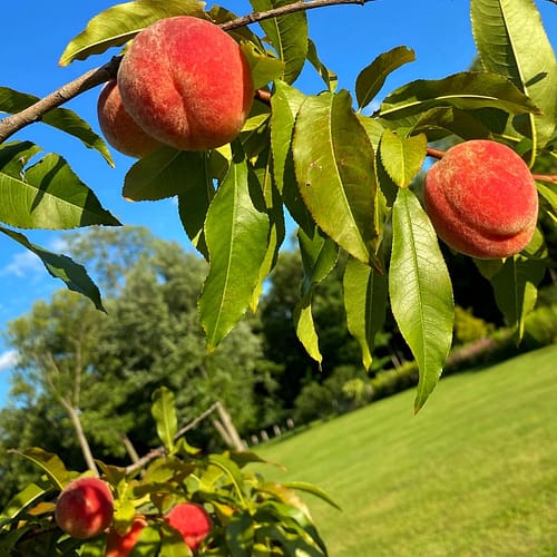 First Peaches, 2021 (Source: Geo Davis) First Peaches, 2021 (Source: Geo Davis)