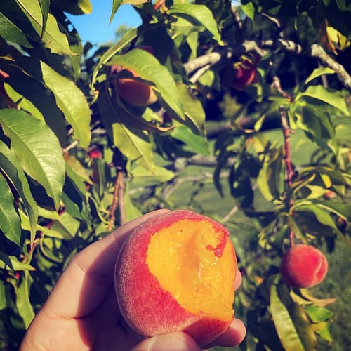 First Peach, 2021 (Source: Geo Davis) First Peach, 2021 (Source: Geo Davis)