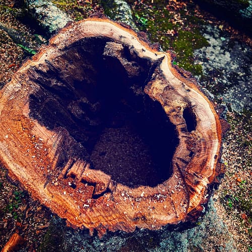 Hollow Tree Trunk (Source: RP Murphy) Hollow Tree Trunk (Source: RP Murphy)